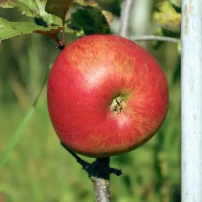 Яблоня ДЫЯМЕНТ в Могилёве