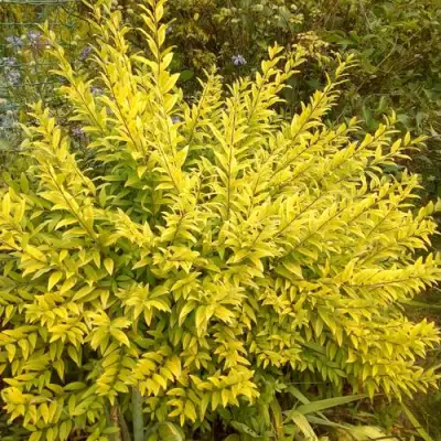 Бирючина АУРЕА обыкновенная в Могилёве