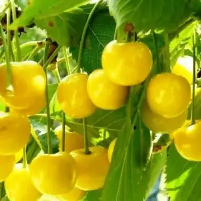 Черешня ПОДСНЕЖНИК в Могилёве