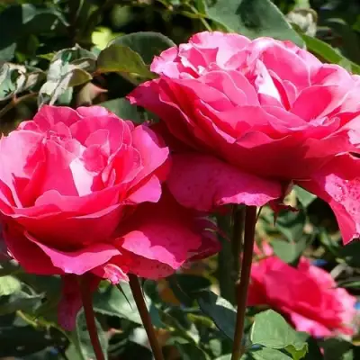 Роза ВИЕН РОУЗ чайно-гибридная в Могилёве