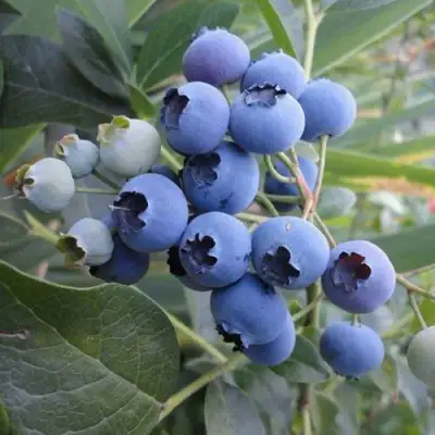 Голубика ЛЕГАЦИЯ в Могилёве