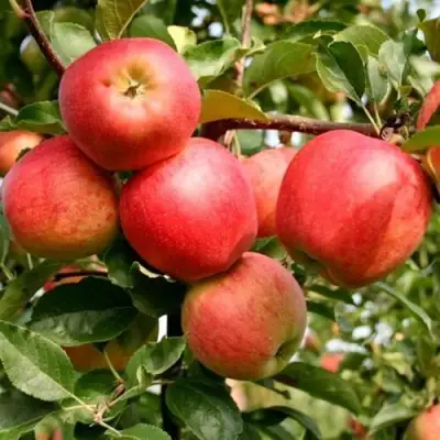 Яблоня ГАЛА МАСТ в Могилёве