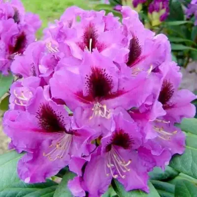 Рододендрон РАСПУТИН в Могилёве