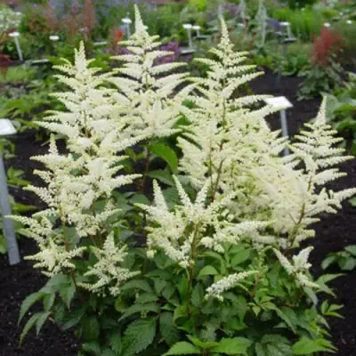 Астильба БРАУТШЛЕЙЕР Арендса в Могилёве