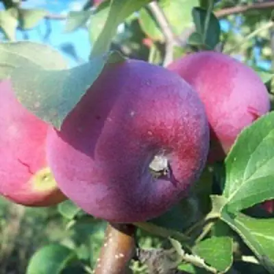 Яблоня СЕРЕБРЯНОЕ КОПЫТЦЕ в Могилёве