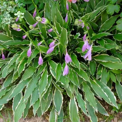 Хоста СТИЛЕТТО гибридная в Могилёве