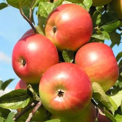 Яблоня ФРИДОМ в Могилёве