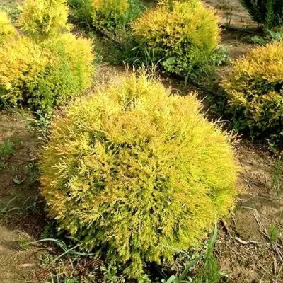 Туя ГЛОБОЗА АУРЕА западная в Могилёве