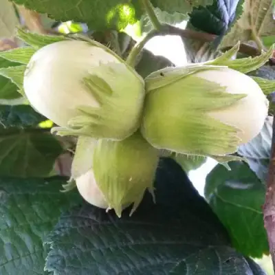 Фундук ЮННАТ в Могилёве