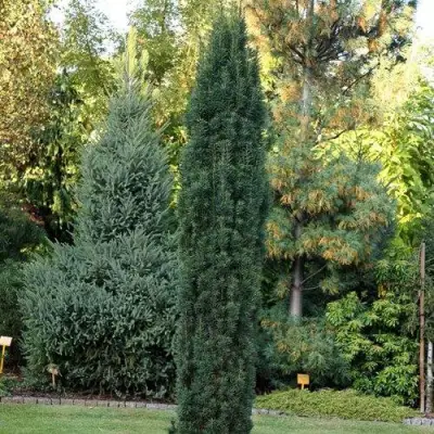 Тис ВОЙТЕК средний  в Могилёве