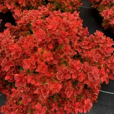 Барбарис РЕД ХОТ ЧИЛИ тунберга в Могилёве