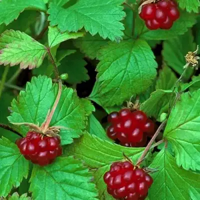 Княженика АУРА в Могилёве