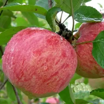 Яблоня ШТРИФЕЛЬ в Могилёве