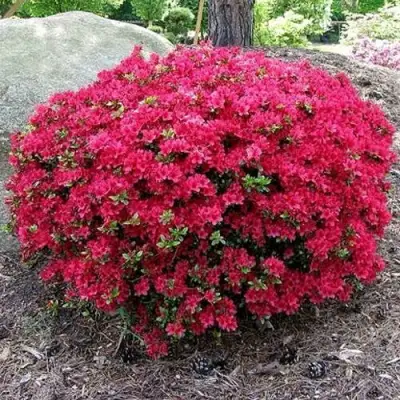 Азалия КАНЗОНЕТТА японская в Могилёве