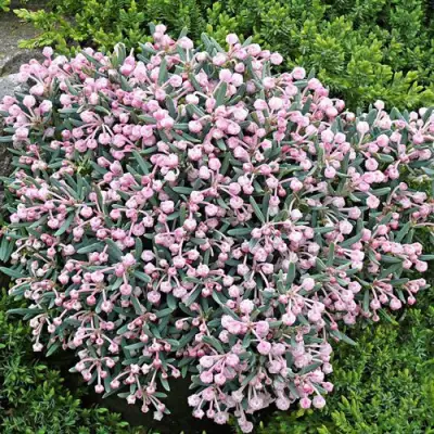 Андромеда БЛЮ АЙС многолистная   в Могилёве