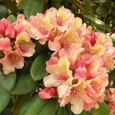 Рододендрон ФЛАУТАНДО в Могилёве