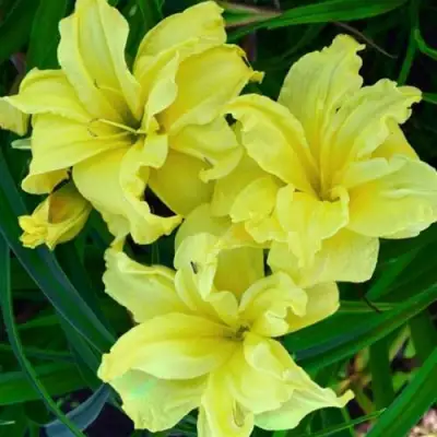 Лилейник ДАБЛ РИВЕР ВАЙ гибридный в Могилёве