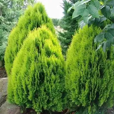 Туя восточная в Могилёве