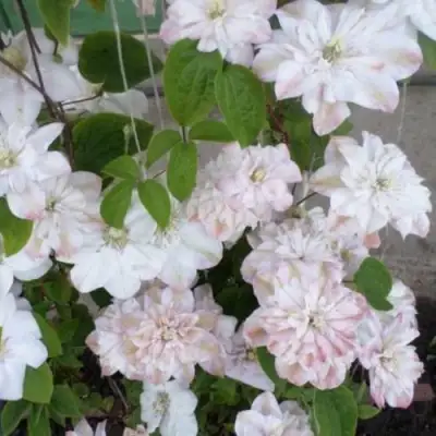 Клематис ИННОСЕНТ БЛАШ в Могилёве