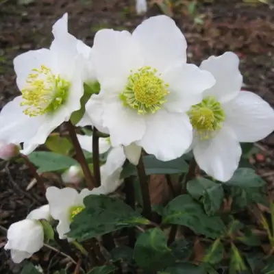 Морозник ЧЕРНЫЙ в Могилёве