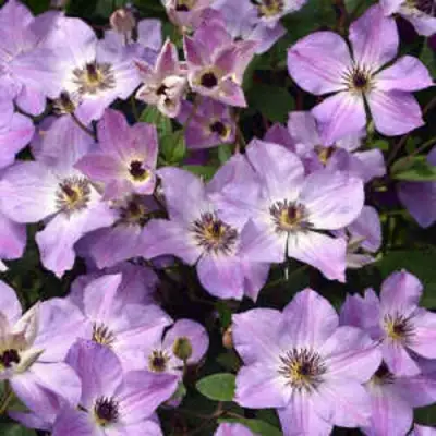 Клематис МОНИНГ СКАЙ в Могилёве