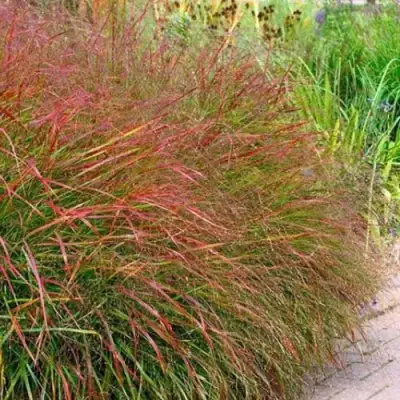 Просо ШЕНАНДО прутьевидное в Могилёве