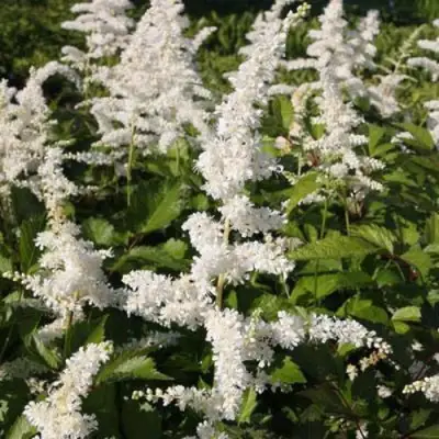 Астильба ДОЙЧЛАНД японская в Могилёве