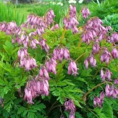 Дицентра изящная в Могилёве