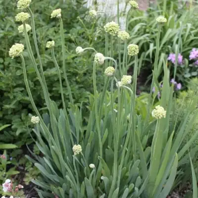 Лук слизун в Могилёве