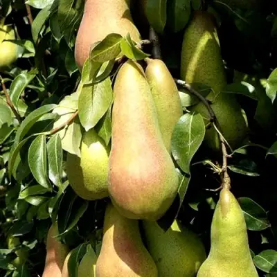 Груша КОНКОРД в Могилёве