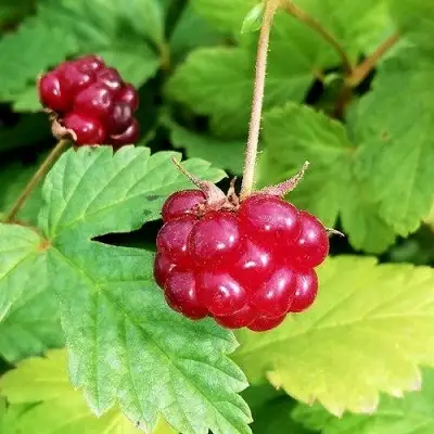 Княженика АННА в Могилёве