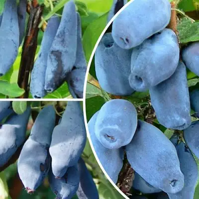 Комплект СИЯНИЕ ГЛАЗ в Могилёве