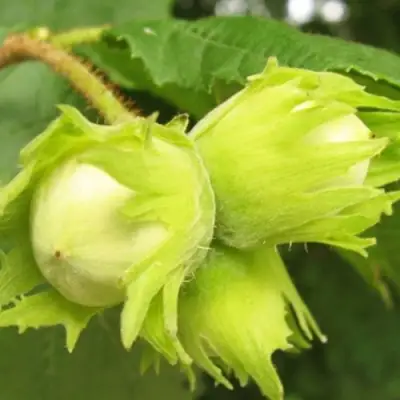 Фундук КАТАЛОНСКИЙ в Могилёве