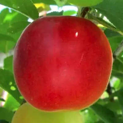 Плумкот БИРИКОККОЛО БОЛОГНЕС в Могилёве