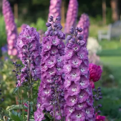 Дельфиниум ДЕЛЬФИС ПИНК ПАУЭ высокий в Могилёве