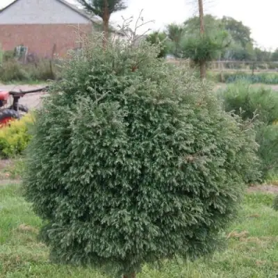 Туя вересковидная в Могилёве