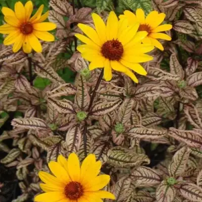 Гелиопсис САММЕР ПИНК в Могилёве