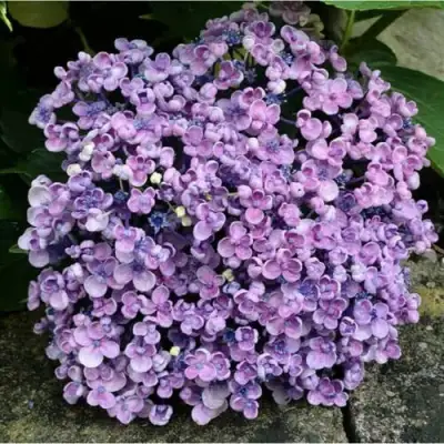 Гортензия АИША крупнолистная  в Могилёве