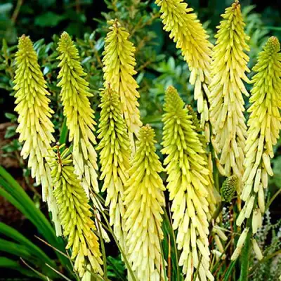 Книфофия ЛИТТЛ МЕЙД гибридная в Могилёве