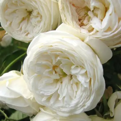 Роза АРТЕМИС шраб в Могилёве