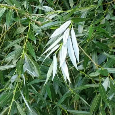 Ива ломкая  в Могилёве