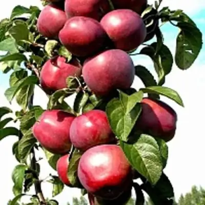 Яблоня МОСКОВСКОЕ ОЖЕРЕЛЬЕ колонновидная в Могилёве