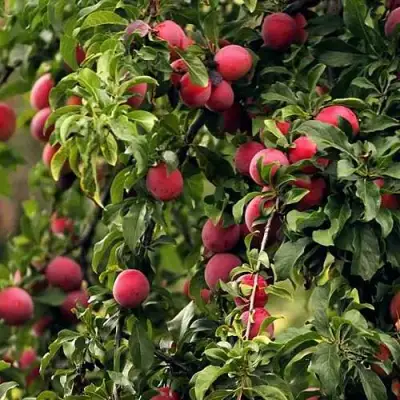 Слива КЛЕОПАТРА в Могилёве