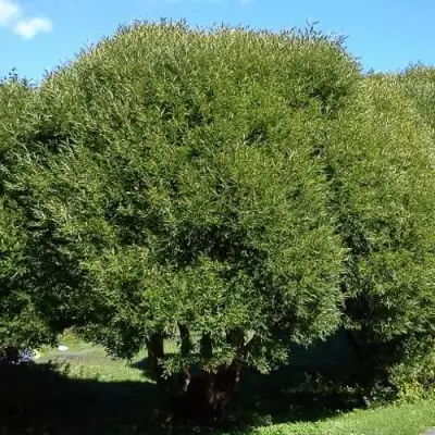 Ива ломкая  в Могилёве