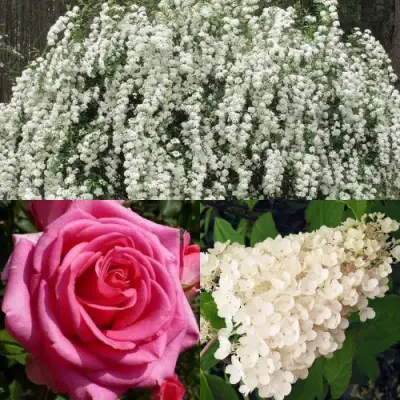 Комплект ВЕЧНАЯ КЛАССИКА в Могилёве