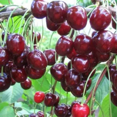 Черешня ОВСТУЖЕНКА в Могилёве