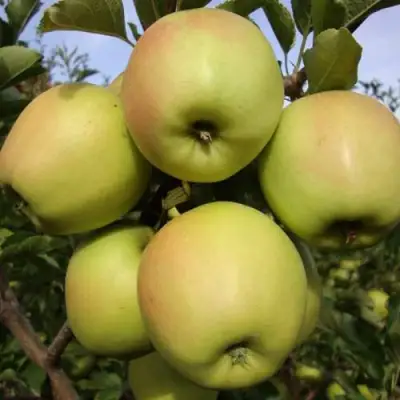 Яблоня СКИФСКОЕ ЗОЛОТО в Могилёве