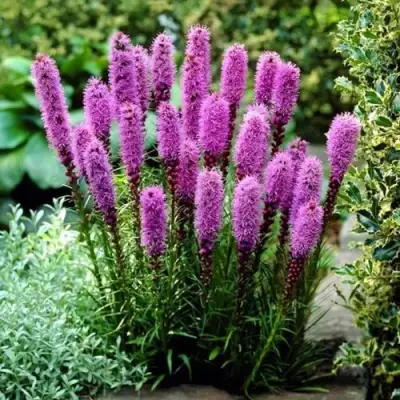 Лиатрис РОЗЕА колосковая в Могилёве