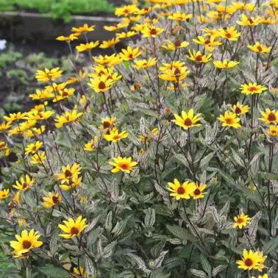 Гелиопсис САММЕР ПИНК в Могилёве