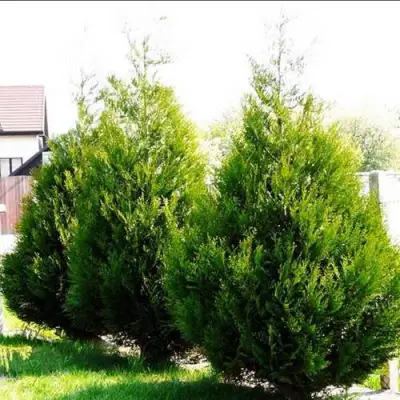 Туя АТРОВИРЕНС складчатая в Могилёве